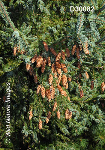 White Spruce (Picea glauca)